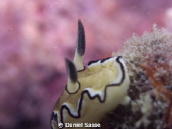 Glossodoris Atromarginata: Camera Model Sea&Sea DX2G; F-S... by Daniel Sasse 